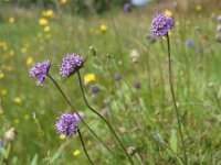 Succisa pratensis 7, Blauwe knoop, Saxifraga-Hans Dekker