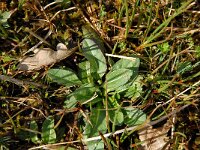 Succisa pratensis 8, Blauwe knoop, Saxifraga-Jan van der Straaten