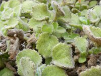 Sutera canariensis 2, Saxifraga-Rutger Barendse