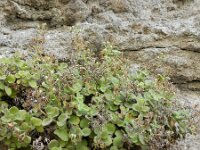 Sutera canariensis 3, Saxifraga-Rutger Barendse