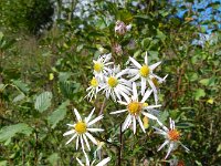 Symphyotrichum aff. lanceolatum 10, Smalle aster, Saxifraga-Rutger Barendse