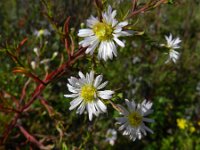 Symphyotrichum aff. lanceolatum 11, Smalle aster, Saxifraga-Rutger Barendse