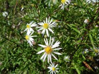 Symphyotrichum aff. lanceolatum 12, Smalle aster, Saxifraga-Rutger Barendse