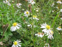 Symphyotrichum aff. lanceolatum 4, Smalle aster, Saxifraga-Rutger Barendse