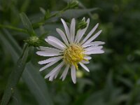 Symphyotrichum aff. lanceolatum 5, Smalle aster, Saxifraga-Peter Meininger