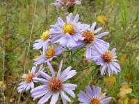 Symphyotrichum laeve 5, Gladde aster, Saxifraga-Rutger Barendse