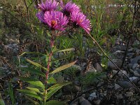 Symphyotrichum novae-angliae 2, Nieuw-Engelse aster, Saxifraga-Rutger Barendse