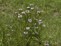 Symphyotrichum novi-belgii 1, Nieuw-Nederlandse aster, Saxifraga-Jan van der Straaten