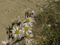 Symphyotrichum novi-belgii 3, Nieuw-Nederlandse aster, Saxifraga-Jan van der Straaten