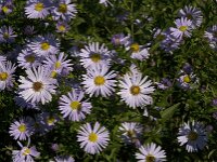 Symphyotrichum novi-belgii 4, Nieuw-Nederlandse aster, Saxifraga-Jan van der Straaten