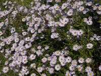 Symphyotrichum novi-belgii 5, Nieuw-Nederlandse aster, Saxifraga-Jan van der Straaten