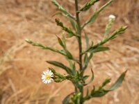 Symphyotrichum subulatum var squamatum 2, Saxifraga-Ed Stikvoort