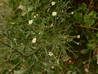 Symphyotrichum subulatum var squamatum 3, Saxifraga-Ed Stikvoort
