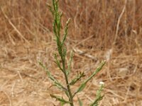 Symphyotrichum subulatum var squamatum 4, Saxifraga-Ed Stikvoort