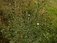 Symphyotrichum subulatum var squamatum 5, Saxifraga-Ed Stikvoort