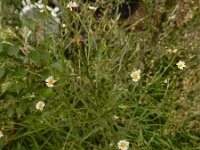 Symphyotrichum subulatum var squamatum 6, Saxifraga-Ed Stikvoort