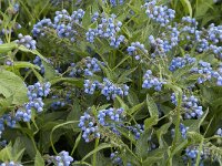 Symphytum asperum 10, Saxifraga-Jan van der Straaten