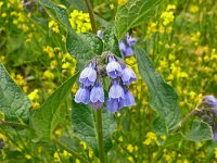 Symphytum asperum 2, Saxifraga-Hans Grotenhuis