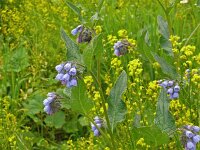 Symphytum asperum 3, Saxifraga-Hans Grotenhuis
