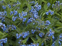 Symphytum asperum 4, Saxifraga-Jan van der Straaten