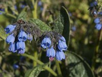 Symphytum asperum 5, Saxifraga-Jan van der Straaten