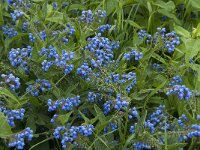 Symphytum asperum 6, Saxifraga-Jan van der Straaten