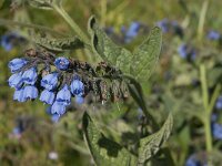 Symphytum asperum 7, Saxifraga-Jan van der Straaten