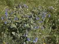 Symphytum asperum 8, Saxifraga-Jan van der Straaten