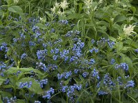 Symphytum asperum 9, Saxifraga-Jan van der Straaten