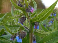 Symphytum caucasicum 7, Saxifraga-Ed Stikvoort