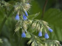 Symphytum caucasicum 8, Saxifraga-Willem van Kruijsbergen