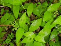 Symphytum tuberosum 10, Saxifraga-Rutger Barendse