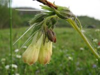 Symphytum tuberosum 2, Saxifraga-Rutger Barendse