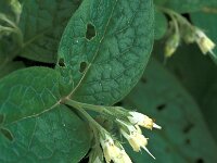 Symphytum tuberosum 4, Saxifraga-Jan van der Straaten