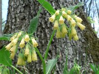 Symphytum tuberosum 5, Saxifraga-Jan Willem Jongepier