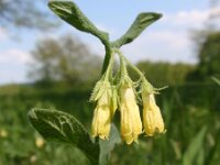 Symphytum tuberosum 6, Saxifraga-Jan Willem Jongepier
