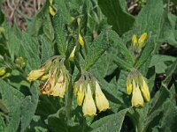 Symphytum tuberosum 7, Saxifraga-Jeroen Willemsen