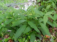 Symphytum tuberosum 8, Saxifraga-Rutger Barendse
