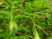 Symphytum tuberosum 9, Saxifraga-Rutger Barendse