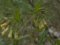 Symphytum tuberosum ssp tuberosum 3, Saxifraga-Willem van Kruijsbergen