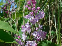 Syringa vulgaris 5, Sering, Saxifraga-Ed Stikvoort