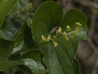 Tamus communis 15, Saxifraga-Willem van Kruijsbergen