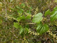 Tamus communis 25, Saxifraga-Ed Stikvoort