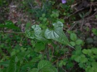 Tamus communis 26, Saxifraga-Ed Stikvoort
