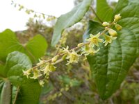 Tamus communis 29, Saxifraga-Ed Stikvoort
