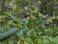Tamus communis 30, Saxifraga-Ed Stikvoort