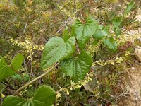 Tamus communis 31, Saxifraga-Ed Stikvoort