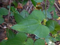 Tamus communis 32, Saxifraga-Ed Stikvoort