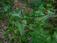 Tamus communis 33, Saxifraga-Ed Stikvoort