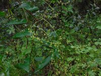 Tamus communis 35, Saxifraga-Ed Stikvoort